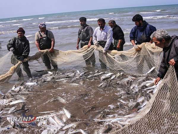 China Import Aquatics from Iran